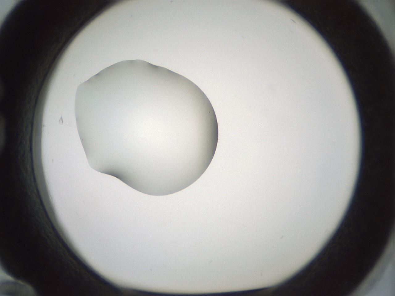 folderID409_plateID1409_batchID5184_wellNum84_profileID1_d1_r86501_ef.jpg