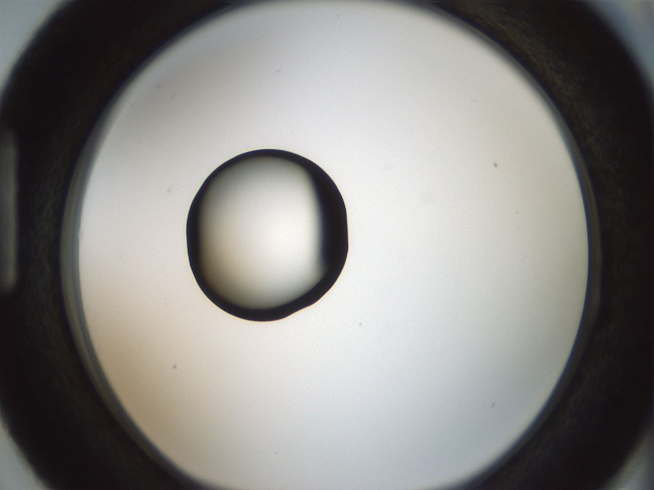 folderID409_plateID1409_batchID5184_wellNum87_profileID1_d1_r86504_ef.jpg