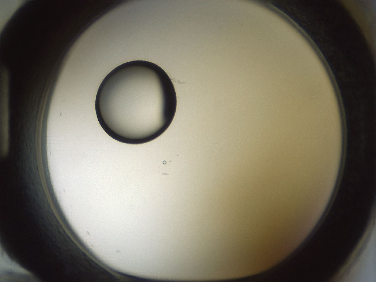 folderID409_plateID1409_batchID5184_wellNum96_profileID1_d1_r86513_ef.jpg