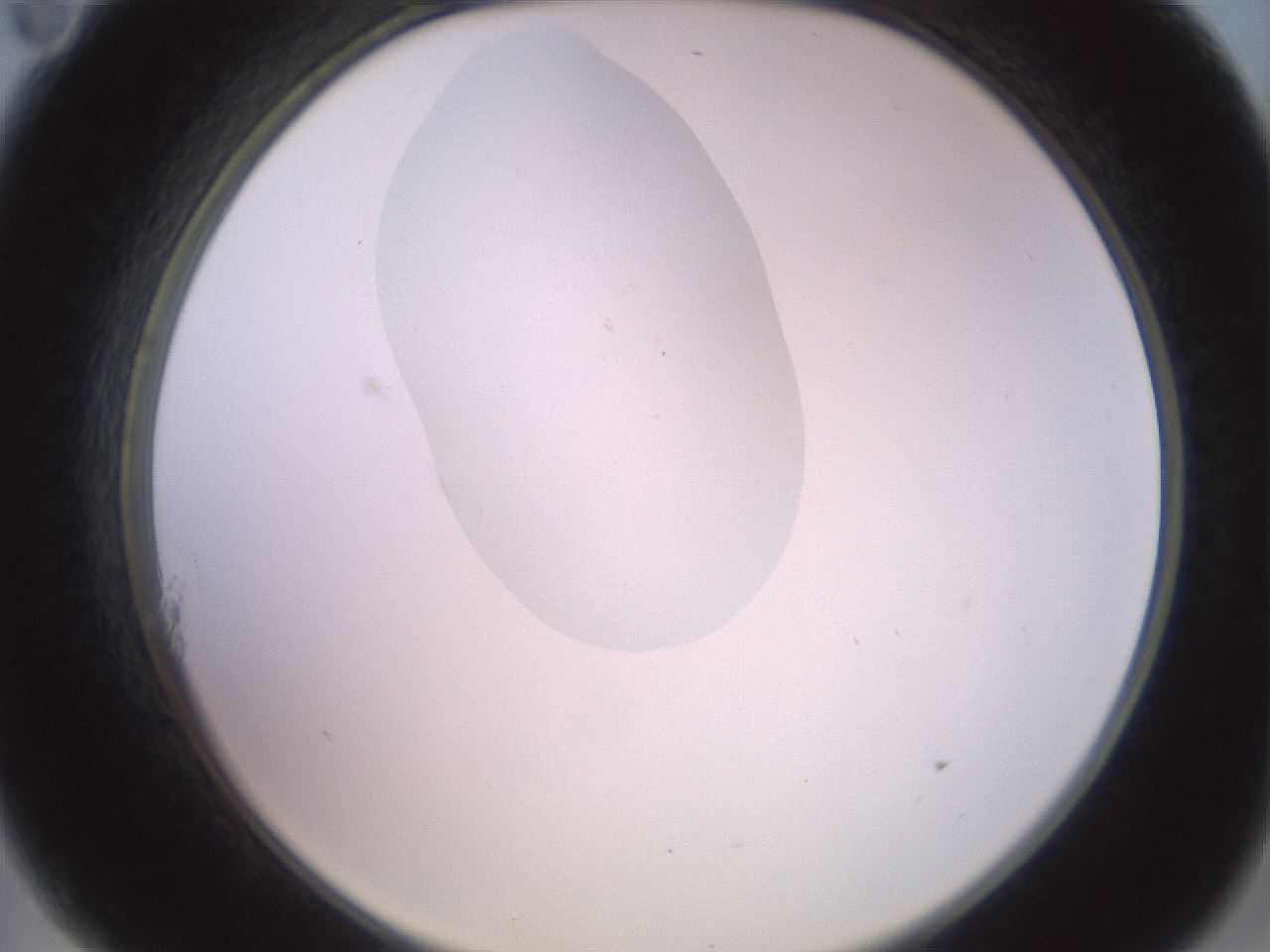 folderID409_plateID2409_batchID11614_wellNum11_profileID1_d2_r178360_ef.jpg