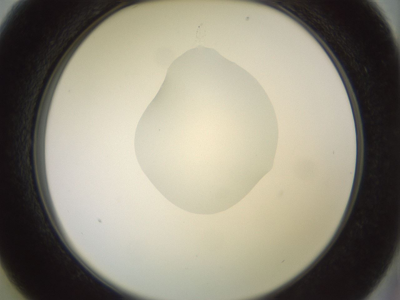 folderID409_plateID2409_batchID11614_wellNum13_profileID1_d2_r178364_ef.jpg