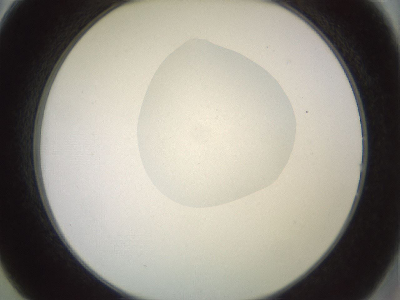 folderID409_plateID2409_batchID11614_wellNum14_profileID1_d2_r178366_ef.jpg