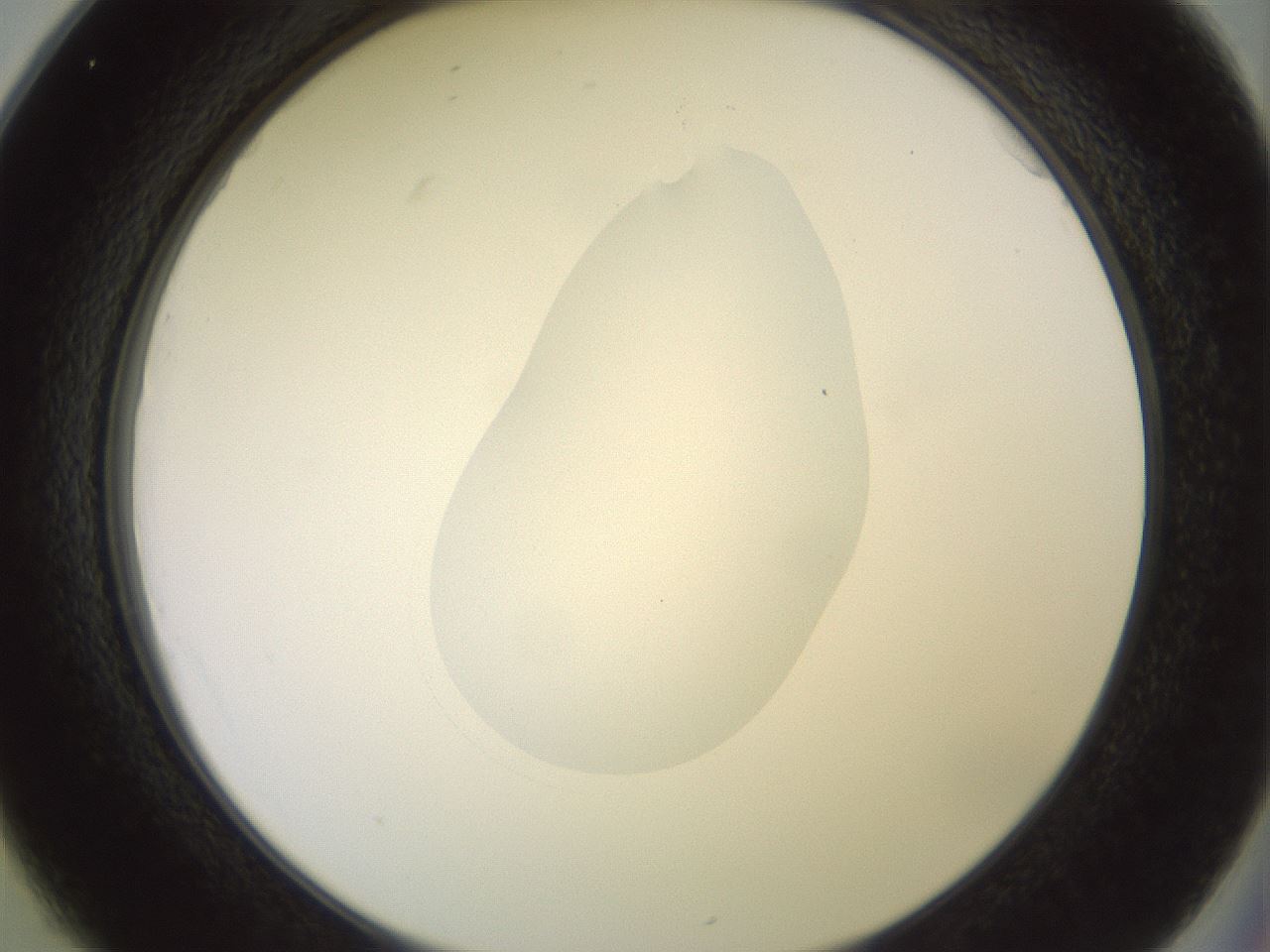 folderID409_plateID2409_batchID11614_wellNum25_profileID1_d2_r178388_ef.jpg