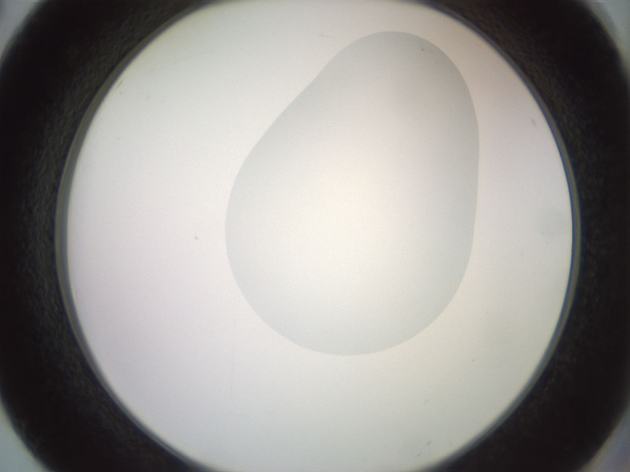 folderID409_plateID2409_batchID11614_wellNum50_profileID1_d2_r178438_ef.jpg
