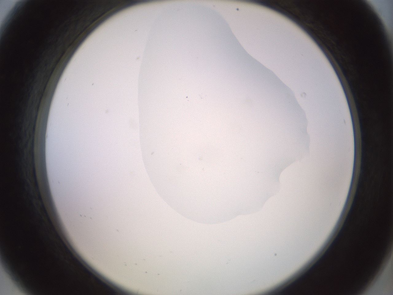 folderID409_plateID2409_batchID11614_wellNum8_profileID1_d2_r178354_ef.jpg