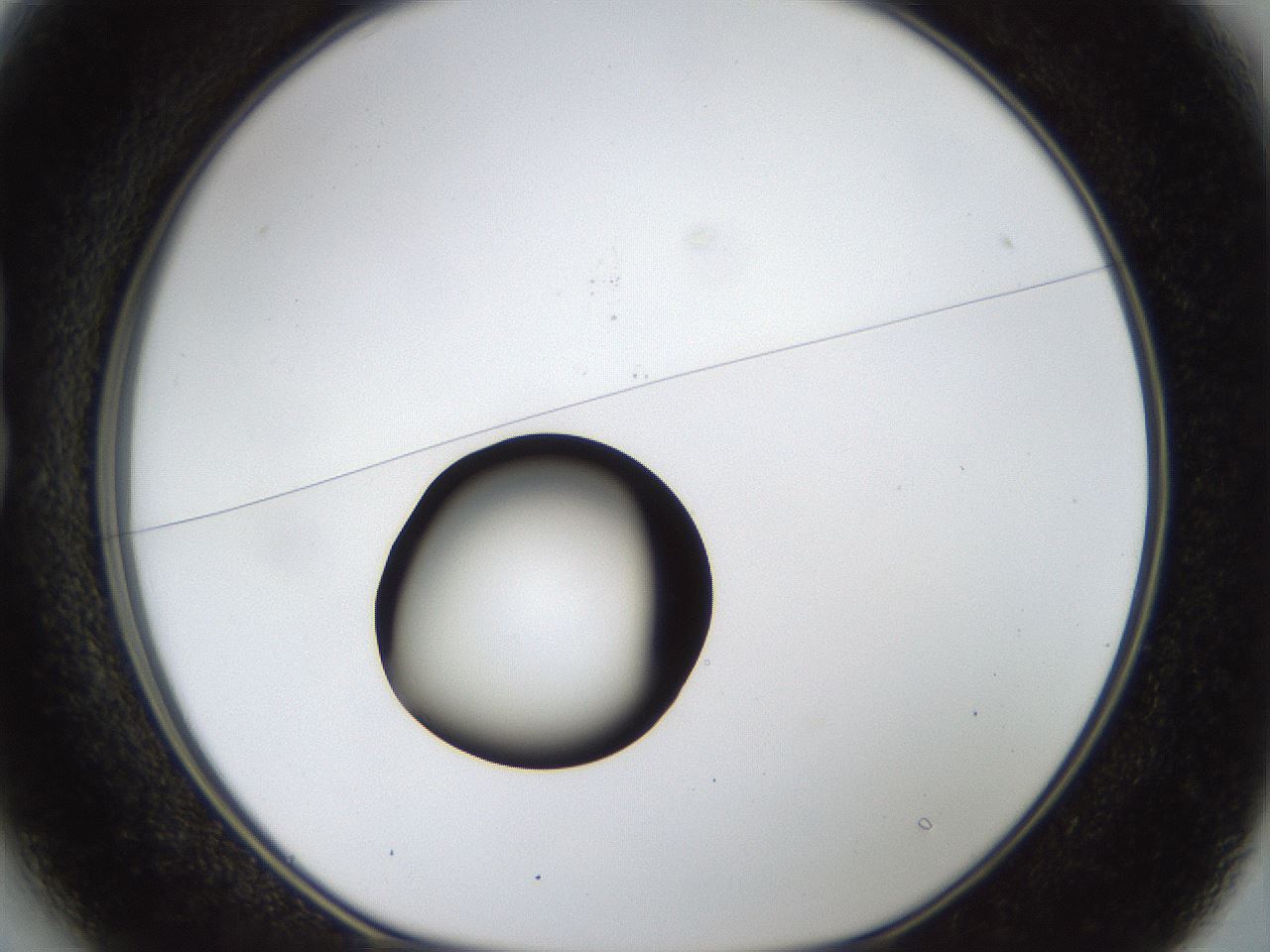 folderID40_plateID1040_batchID2096_wellNum13_profileID1_d1_r45600_ef.jpg