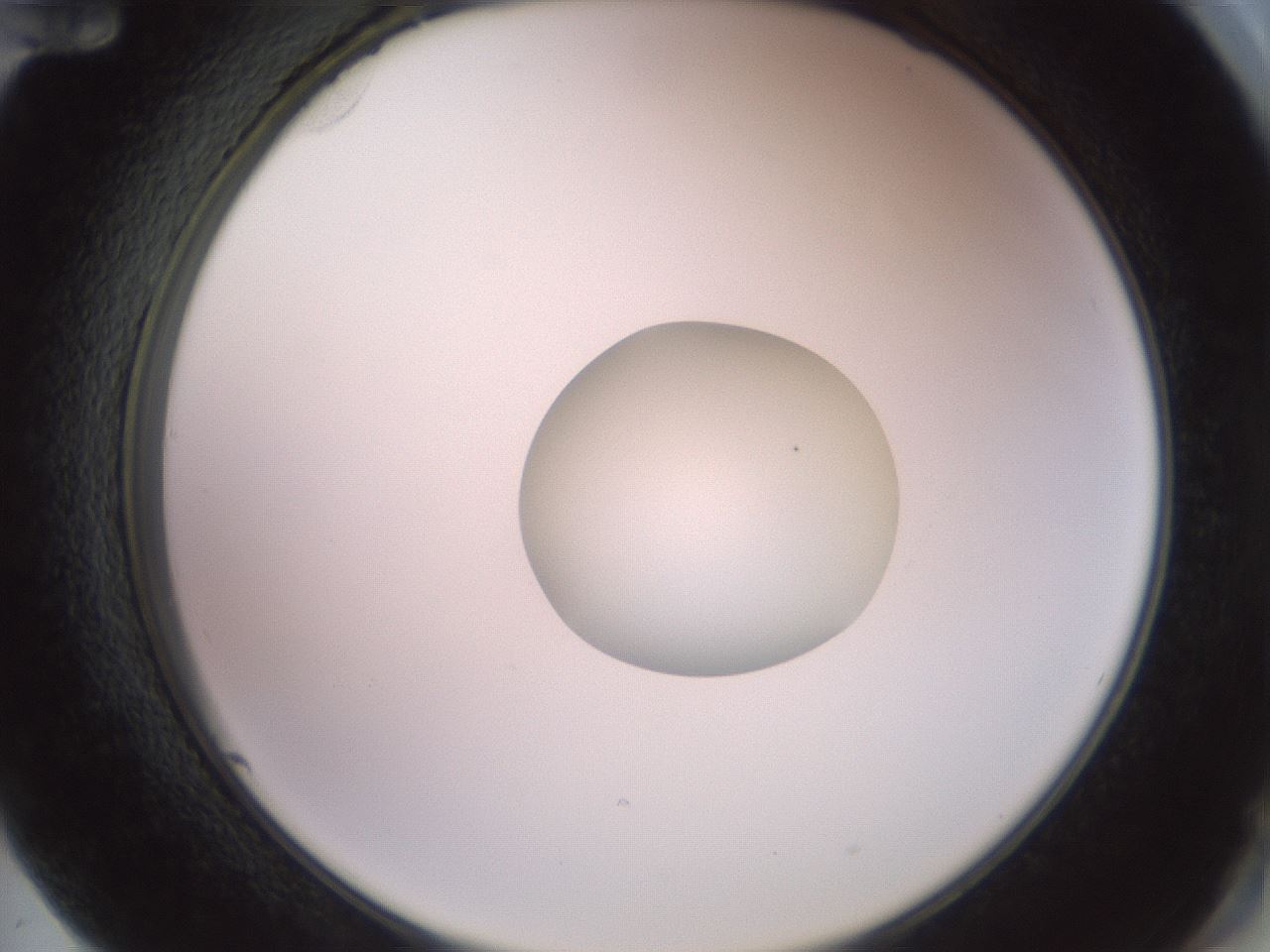 folderID409_plateID2409_batchID11614_wellNum72_profileID1_d2_r178482_ef.jpg