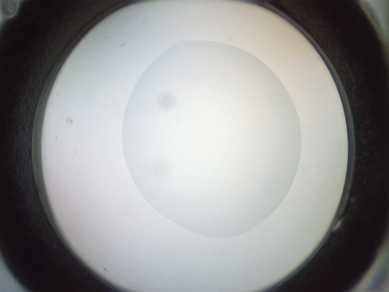 folderID409_plateID2409_batchID11614_wellNum83_profileID1_d2_r178504_ef.jpg