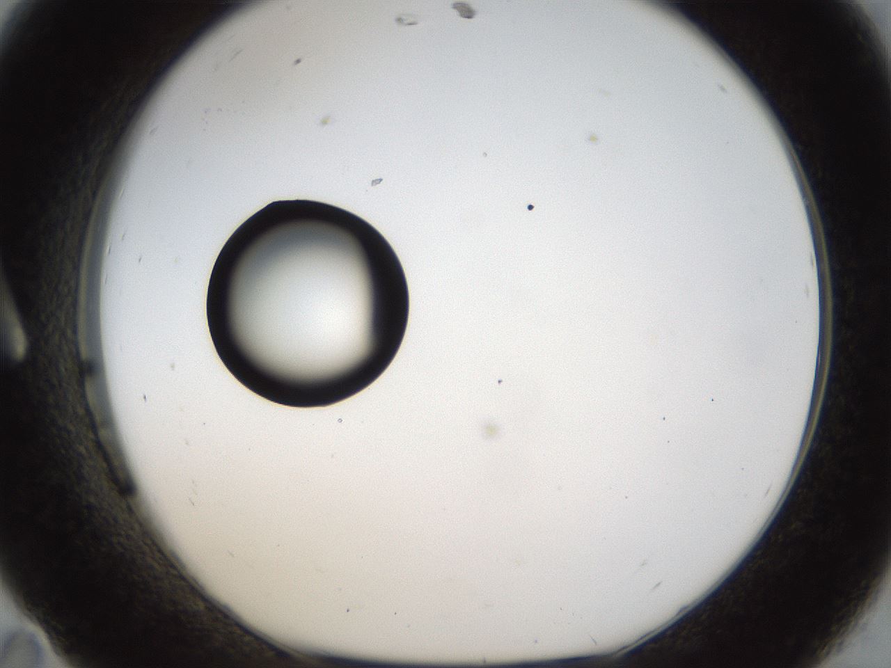 folderID40_plateID1040_batchID2096_wellNum11_profileID1_d1_r45596_ef.jpg