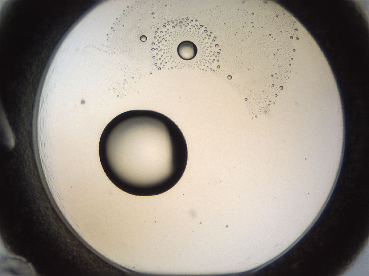folderID40_plateID1040_batchID2096_wellNum12_profileID1_d1_r45598_ef.jpg