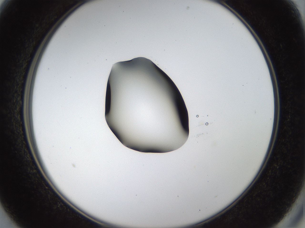 folderID40_plateID1040_batchID2096_wellNum13_profileID1_d2_r45601_ef.jpg