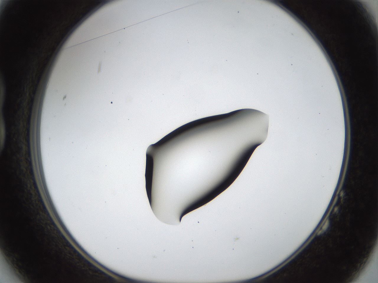 folderID40_plateID1040_batchID2096_wellNum14_profileID1_d1_r45602_ef.jpg