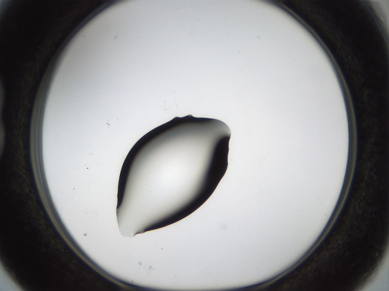 folderID40_plateID1040_batchID2096_wellNum15_profileID1_d1_r45604_ef.jpg