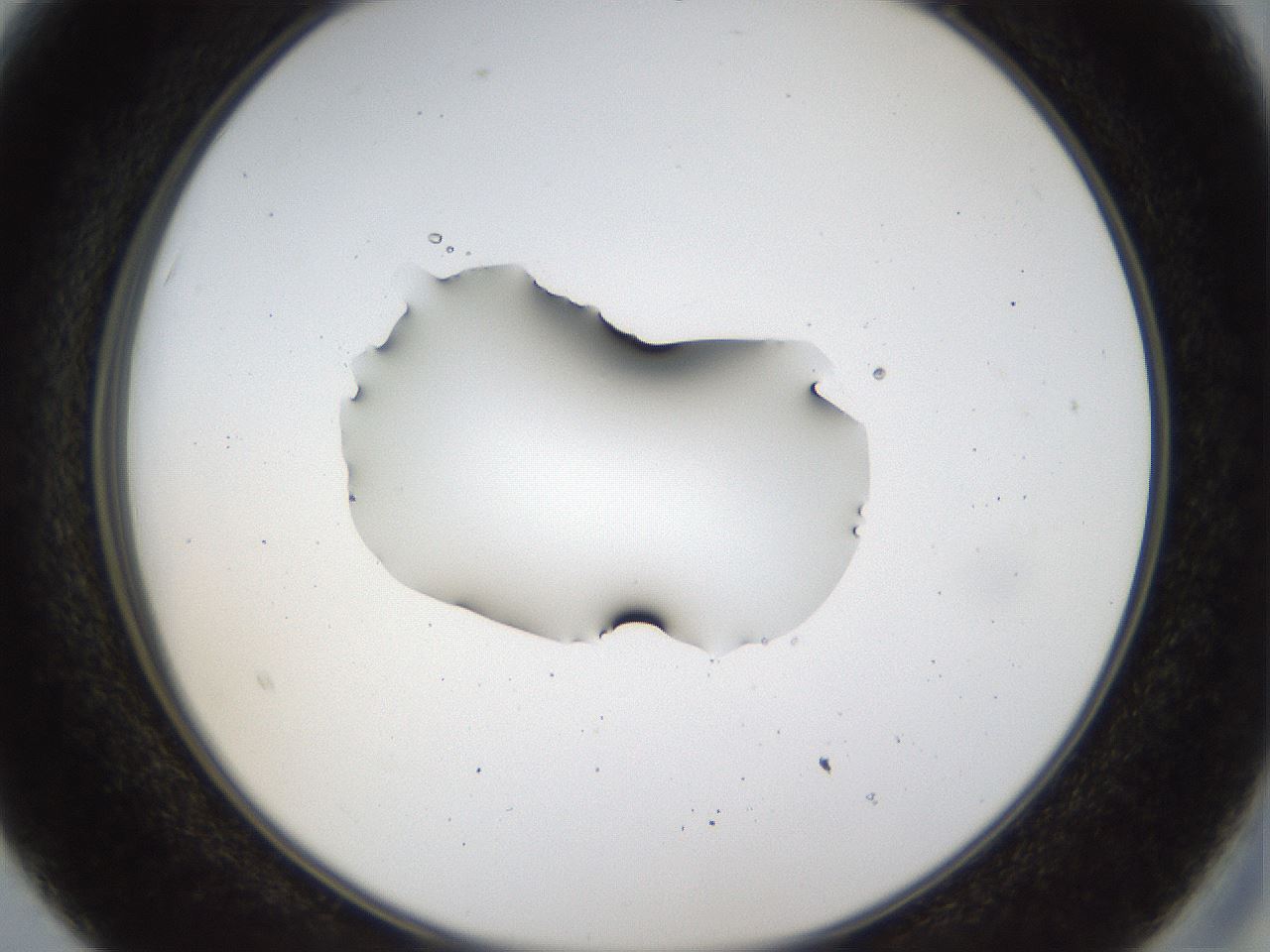 folderID40_plateID1040_batchID2096_wellNum15_profileID1_d2_r45605_ef.jpg