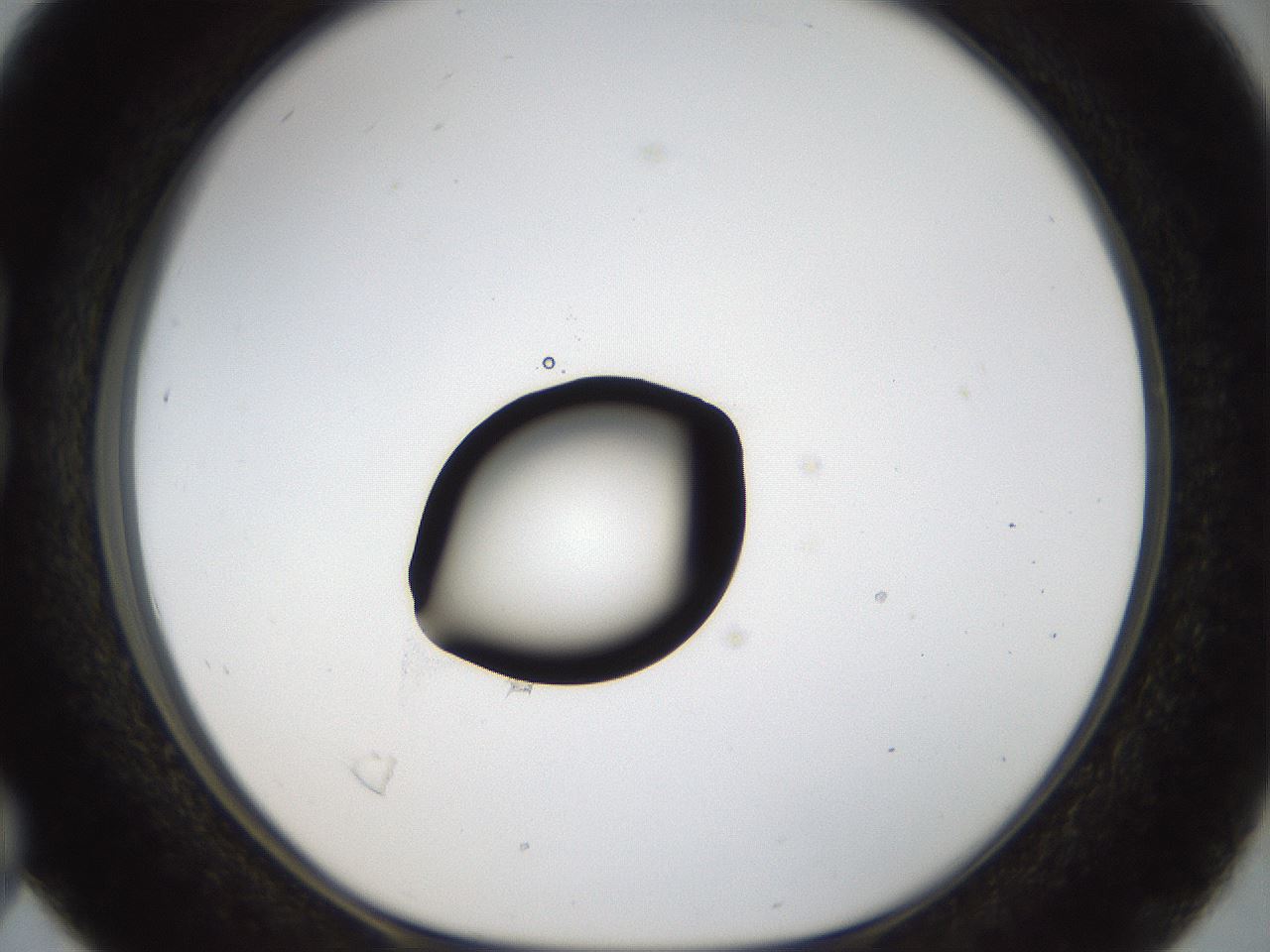 folderID40_plateID1040_batchID2096_wellNum16_profileID1_d1_r45606_ef.jpg