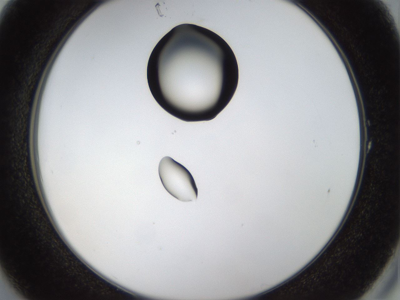 folderID40_plateID1040_batchID2096_wellNum1_profileID1_d2_r45577_ef.jpg