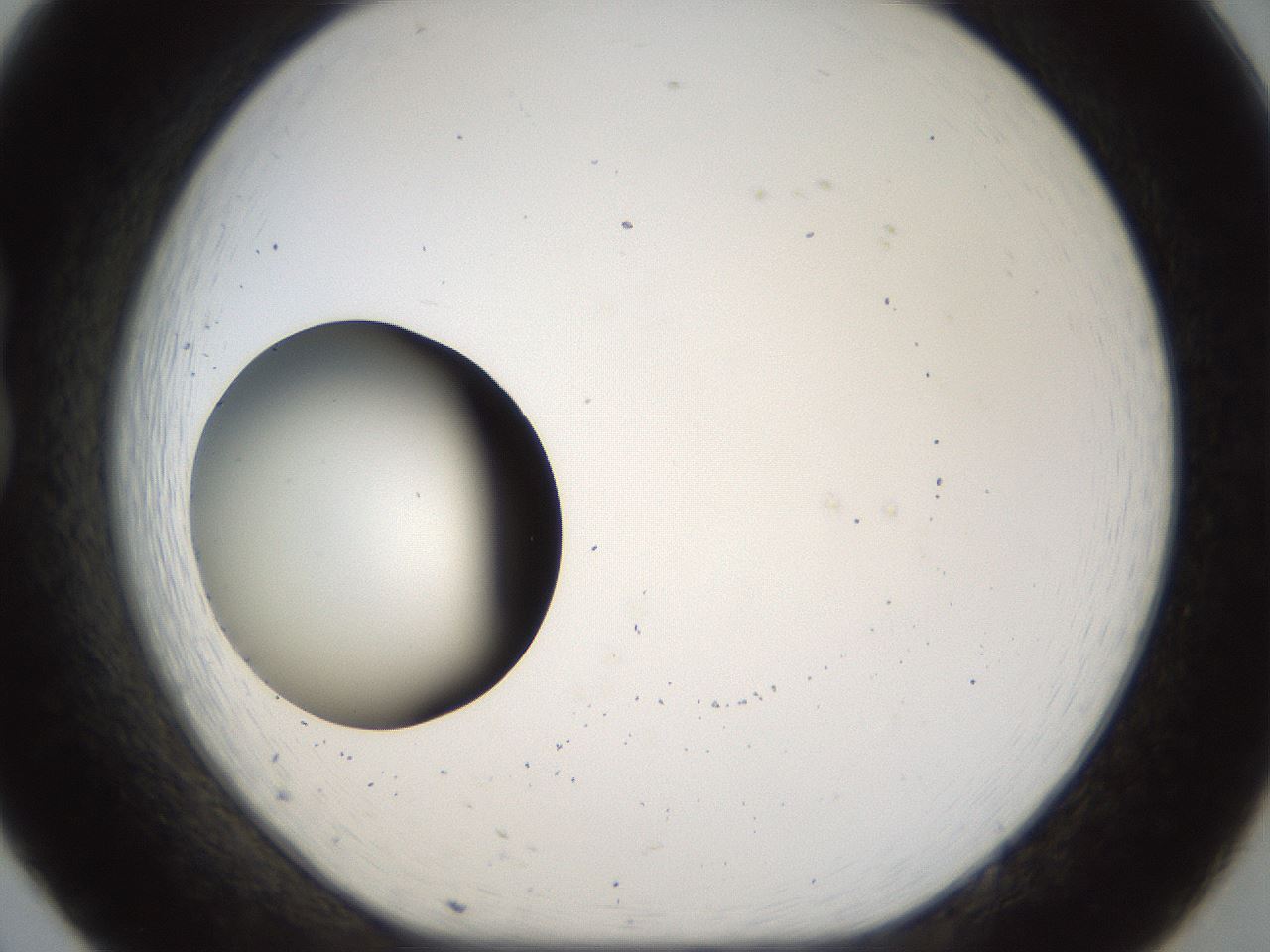 folderID40_plateID1040_batchID2096_wellNum20_profileID1_d1_r45614_ef.jpg