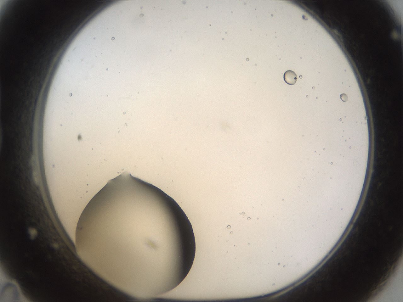 folderID40_plateID1040_batchID2096_wellNum23_profileID1_d1_r45620_ef.jpg