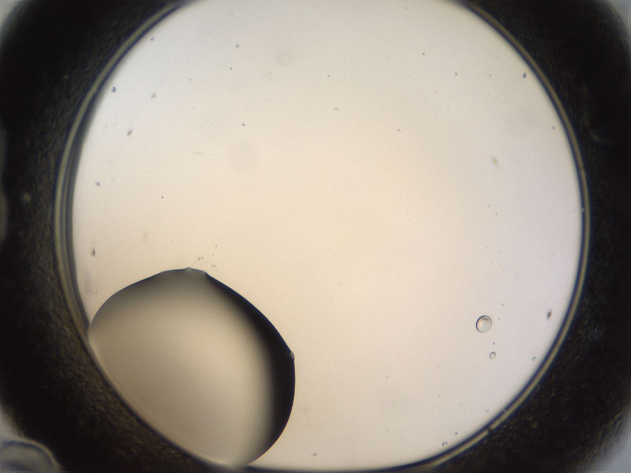 folderID40_plateID1040_batchID2096_wellNum24_profileID1_d1_r45622_ef.jpg