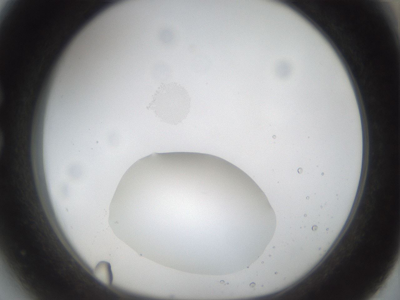 folderID40_plateID1040_batchID2096_wellNum27_profileID1_d1_r45628_ef.jpg