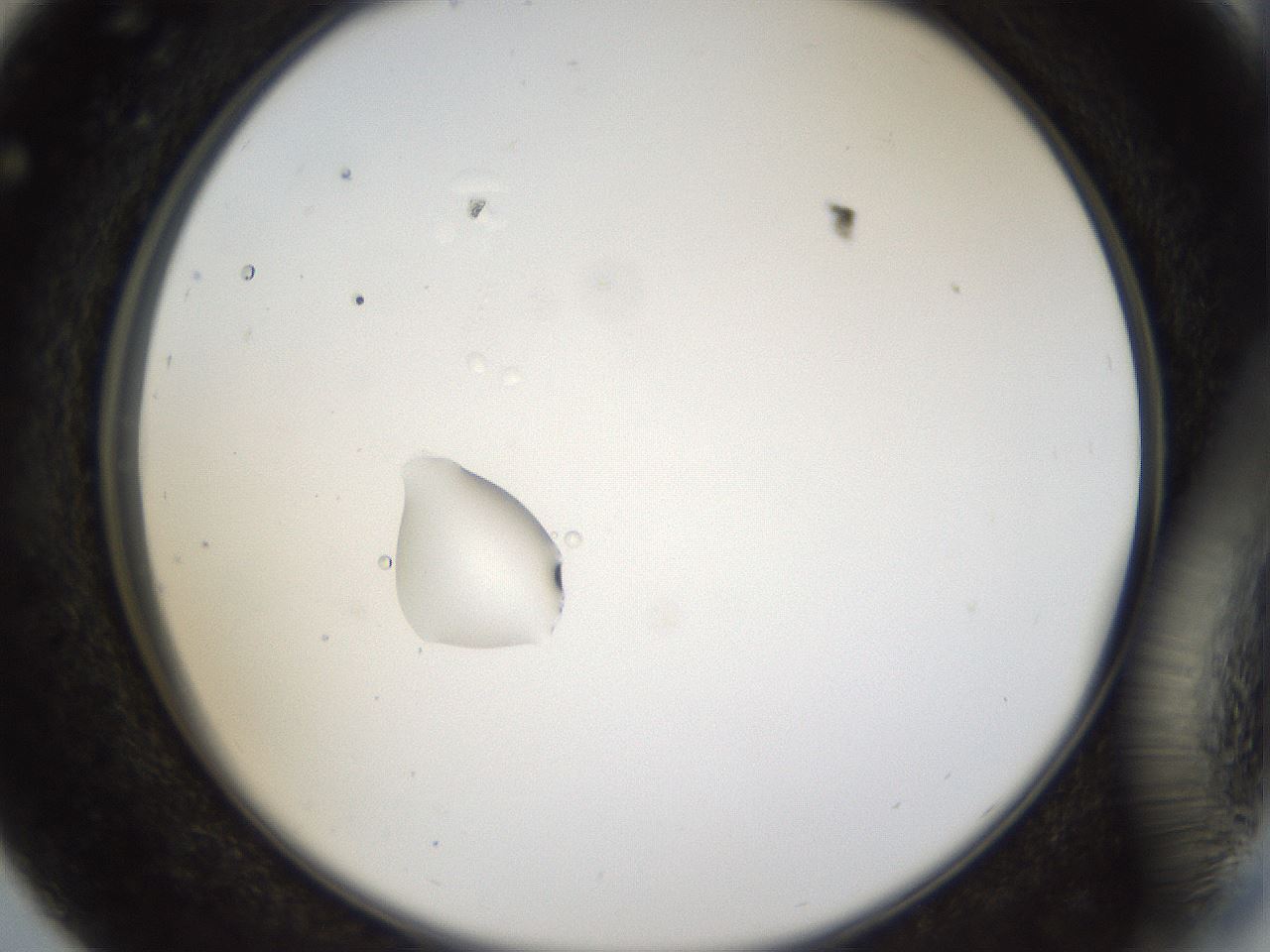 folderID40_plateID1040_batchID2096_wellNum29_profileID1_d2_r45633_ef.jpg