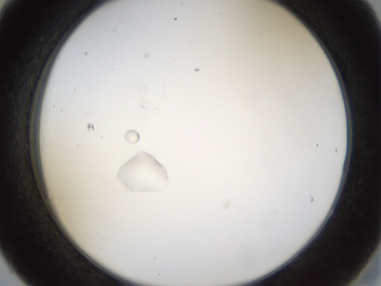 folderID40_plateID1040_batchID2096_wellNum30_profileID1_d2_r45635_ef.jpg