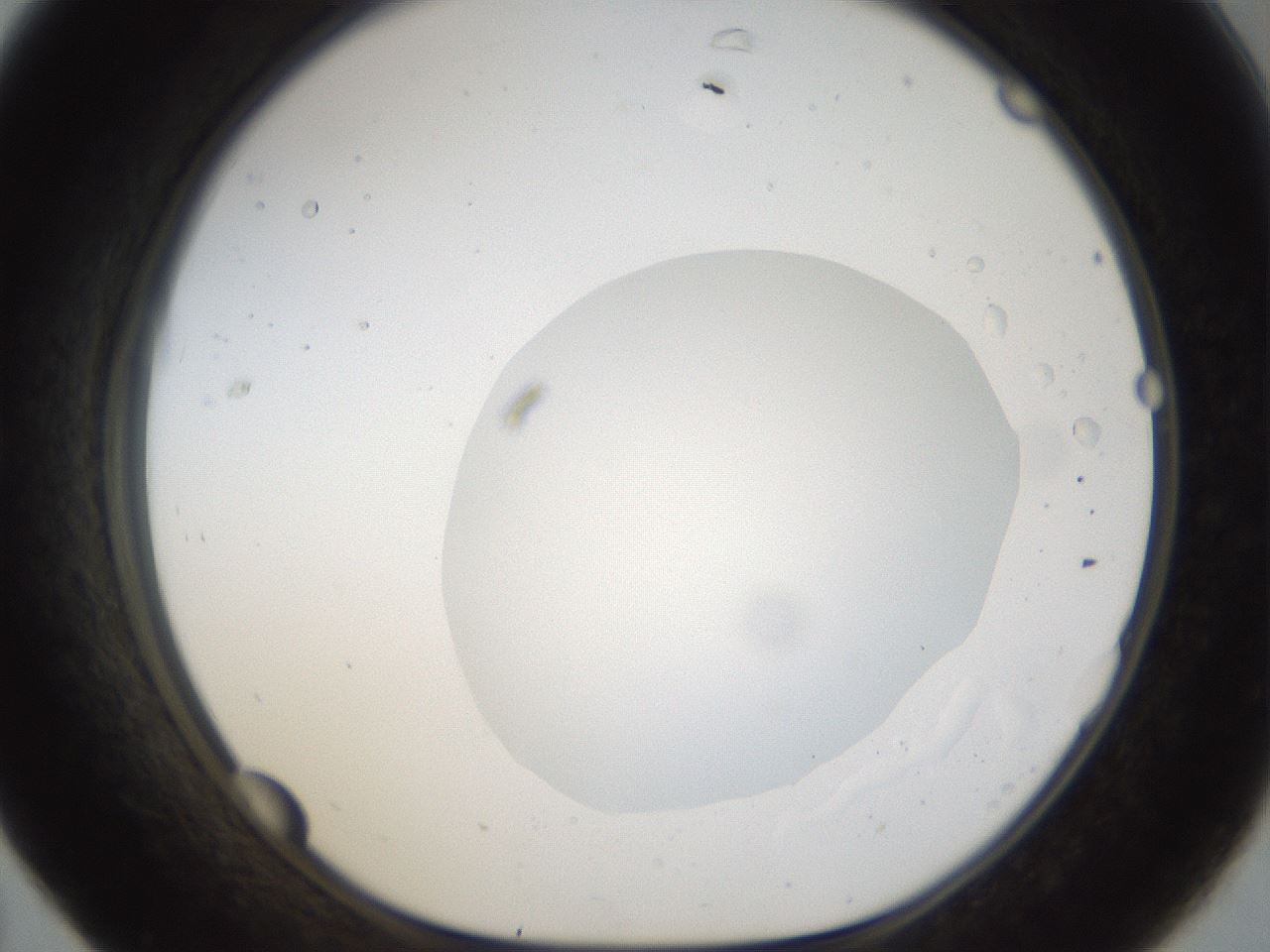 folderID40_plateID1040_batchID2096_wellNum31_profileID1_d1_r45636_ef.jpg