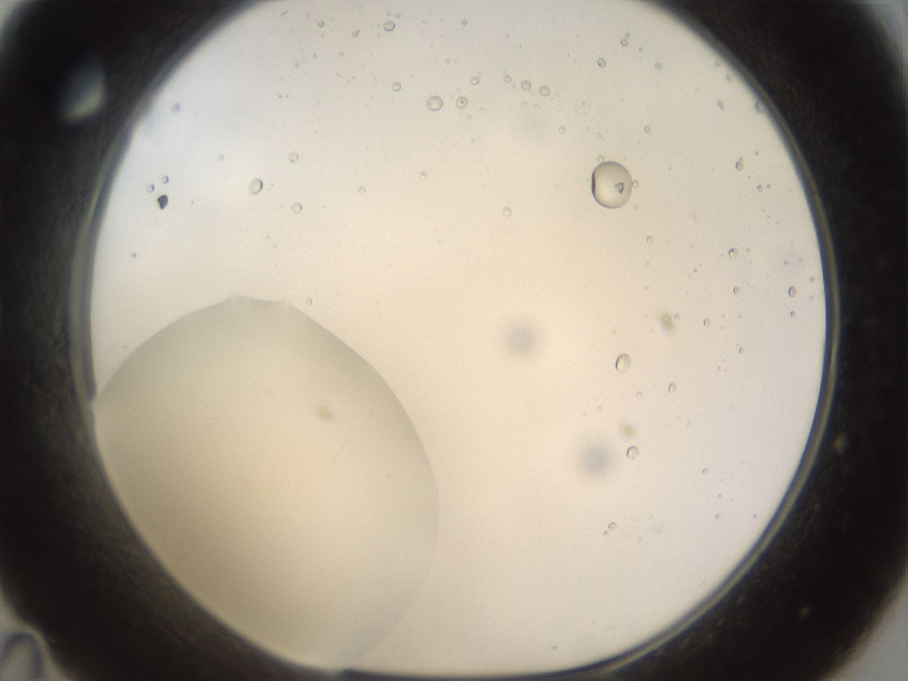folderID40_plateID1040_batchID2096_wellNum35_profileID1_d1_r45644_ef.jpg