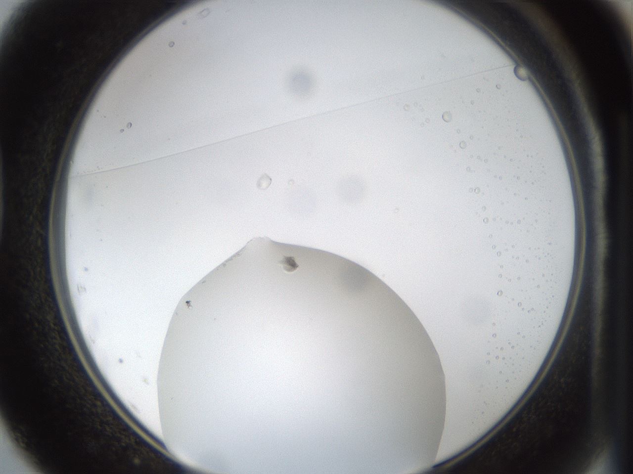 folderID40_plateID1040_batchID2096_wellNum37_profileID1_d1_r45648_ef.jpg