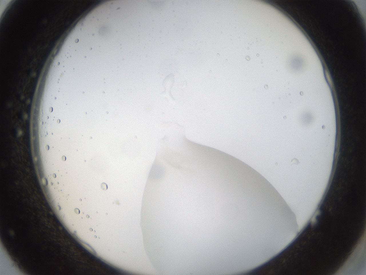 folderID40_plateID1040_batchID2096_wellNum38_profileID1_d2_r45651_ef.jpg