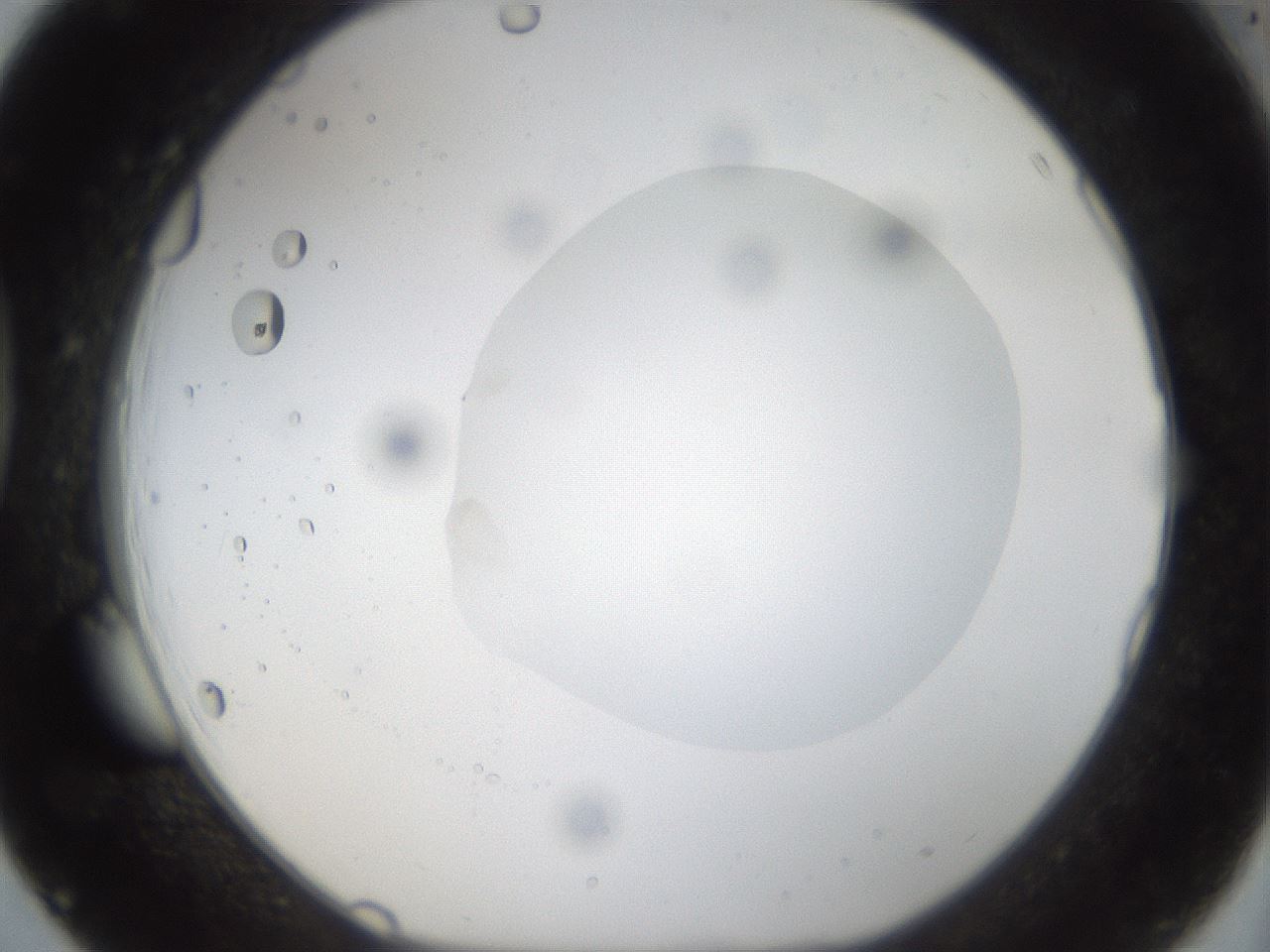 folderID40_plateID1040_batchID2096_wellNum39_profileID1_d1_r45652_ef.jpg