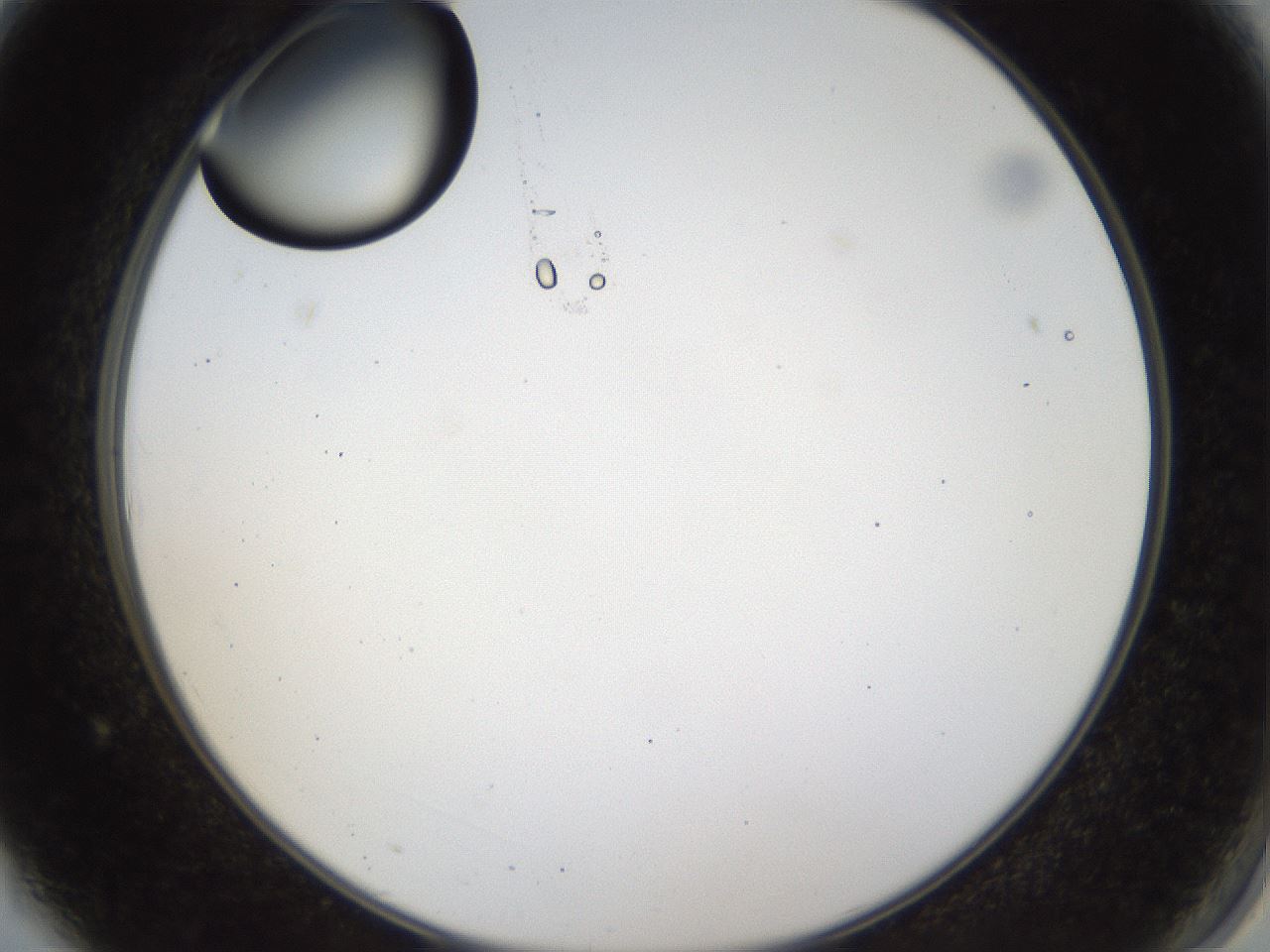 folderID40_plateID1040_batchID2096_wellNum3_profileID1_d2_r45581_ef.jpg