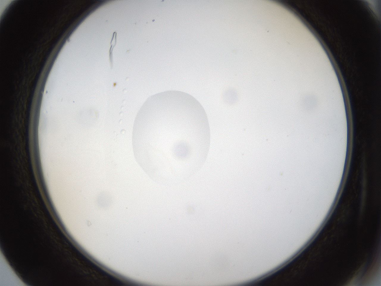 folderID40_plateID1040_batchID2096_wellNum40_profileID1_d2_r45655_ef.jpg