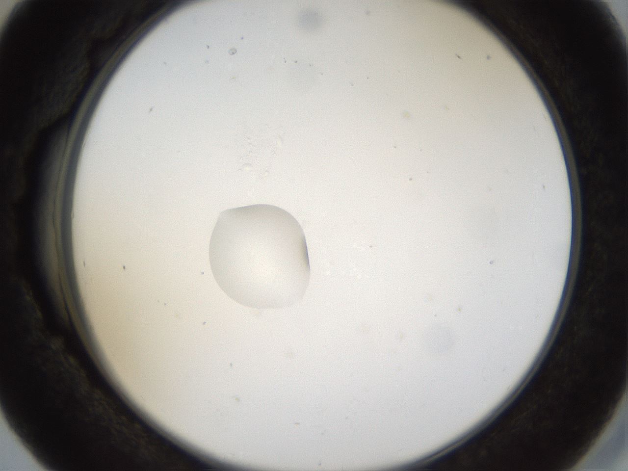 folderID40_plateID1040_batchID2096_wellNum41_profileID1_d2_r45657_ef.jpg