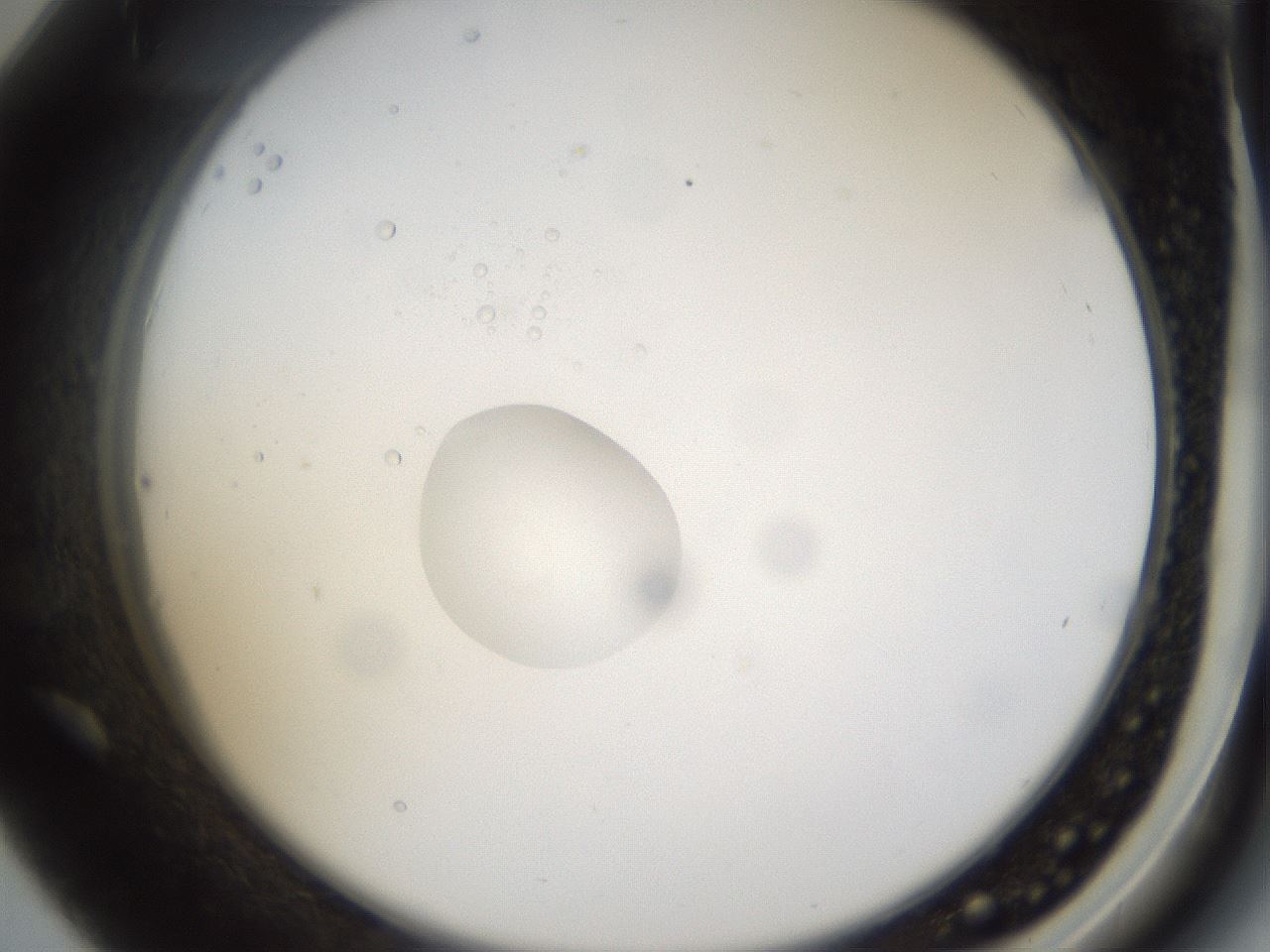 folderID40_plateID1040_batchID2096_wellNum42_profileID1_d2_r45659_ef.jpg