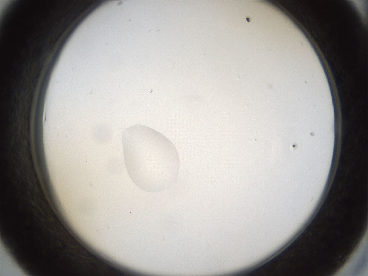 folderID40_plateID1040_batchID2096_wellNum43_profileID1_d2_r45661_ef.jpg