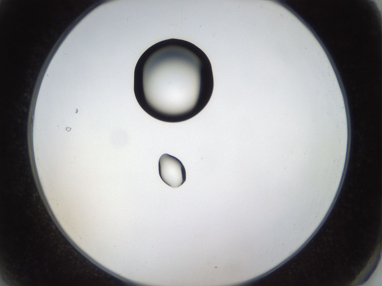 folderID40_plateID1040_batchID2096_wellNum2_profileID1_d2_r45579_ef.jpg