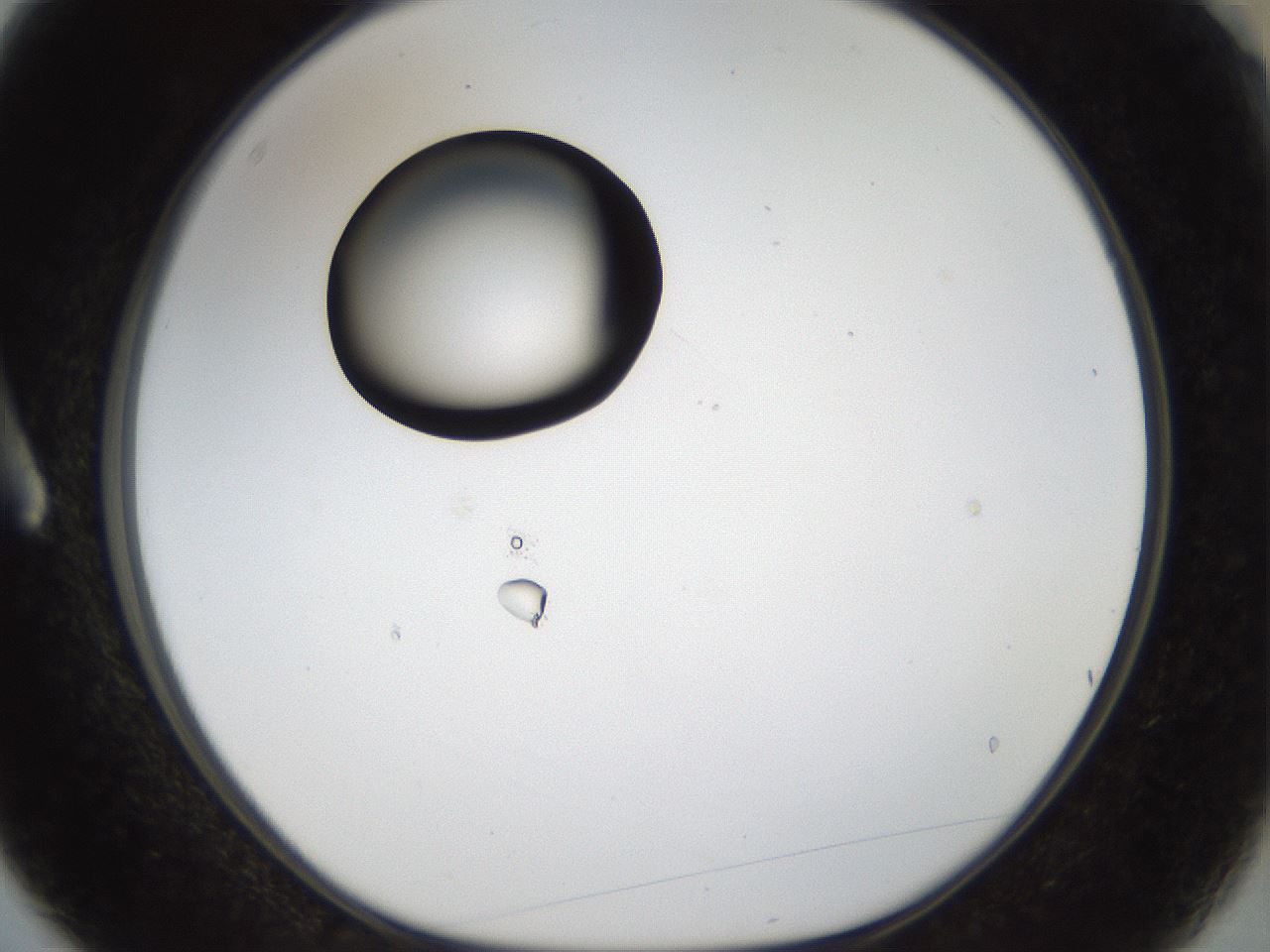 folderID40_plateID1040_batchID2096_wellNum3_profileID1_d1_r45580_ef.jpg
