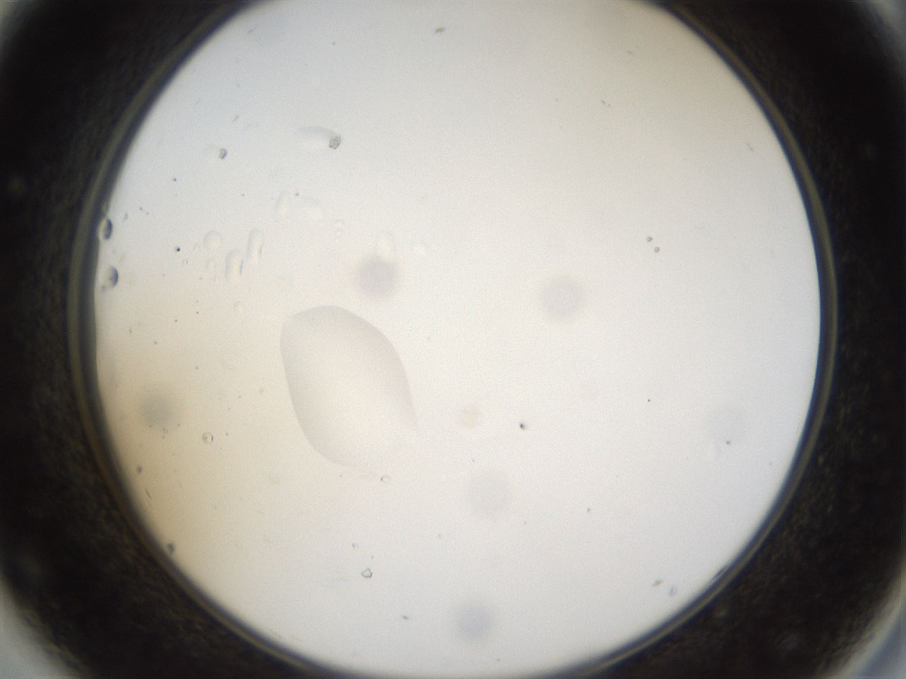 folderID40_plateID1040_batchID2096_wellNum44_profileID1_d2_r45663_ef.jpg