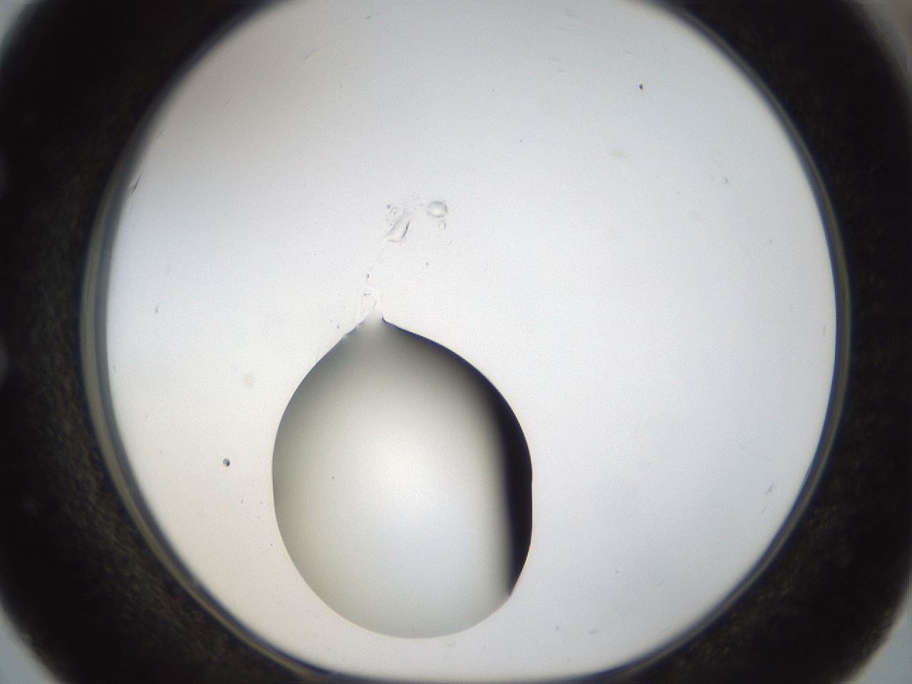 folderID40_plateID1040_batchID2096_wellNum51_profileID1_d1_r45676_ef.jpg