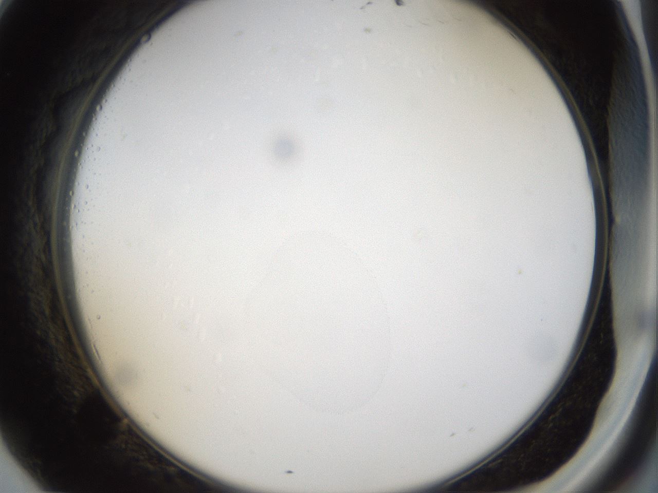 folderID40_plateID1040_batchID2096_wellNum69_profileID1_d2_r45713_ef.jpg