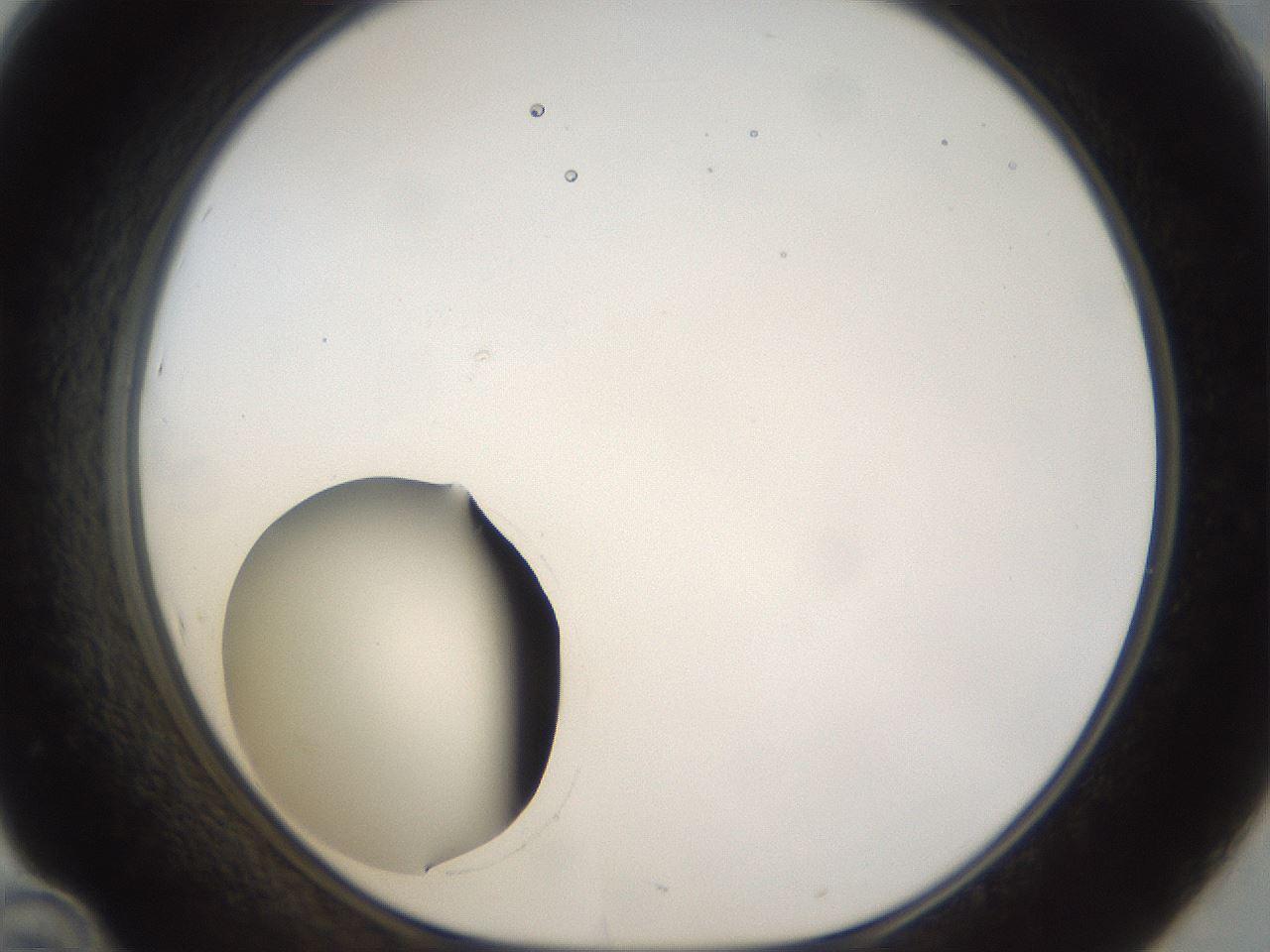 folderID40_plateID1040_batchID2096_wellNum46_profileID1_d1_r45666_ef.jpg
