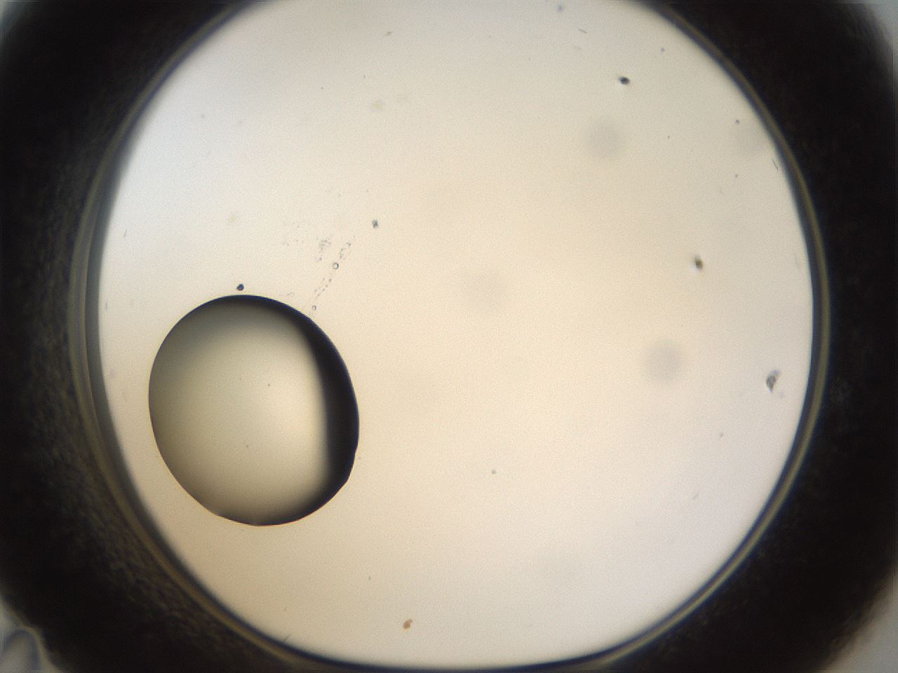 folderID40_plateID1040_batchID2096_wellNum47_profileID1_d1_r45668_ef.jpg