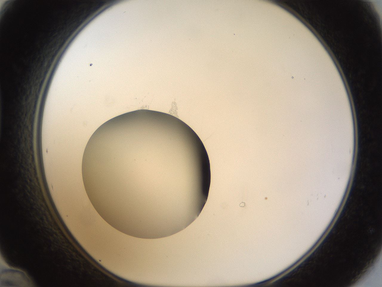 folderID40_plateID1040_batchID2096_wellNum48_profileID1_d1_r45670_ef.jpg