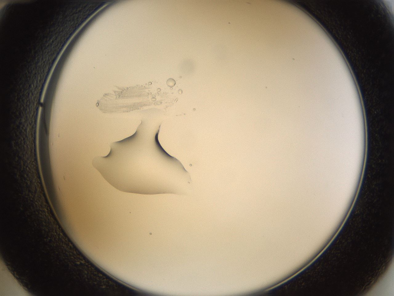 folderID40_plateID1040_batchID2096_wellNum48_profileID1_d2_r45671_ef.jpg