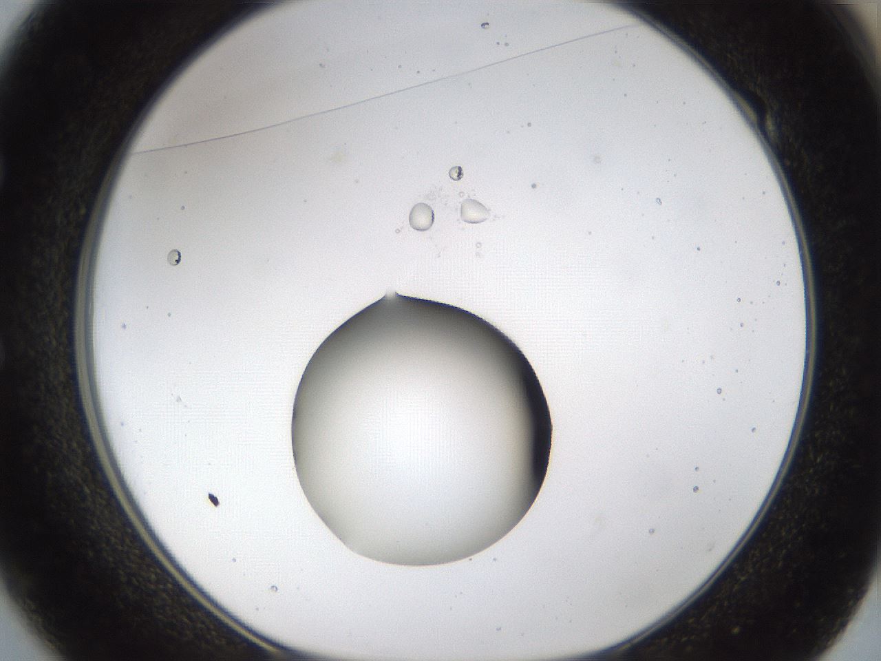 folderID40_plateID1040_batchID2096_wellNum49_profileID1_d1_r45672_ef.jpg