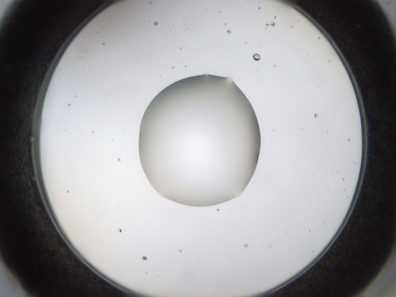 folderID40_plateID1040_batchID2096_wellNum49_profileID1_d2_r45673_ef.jpg
