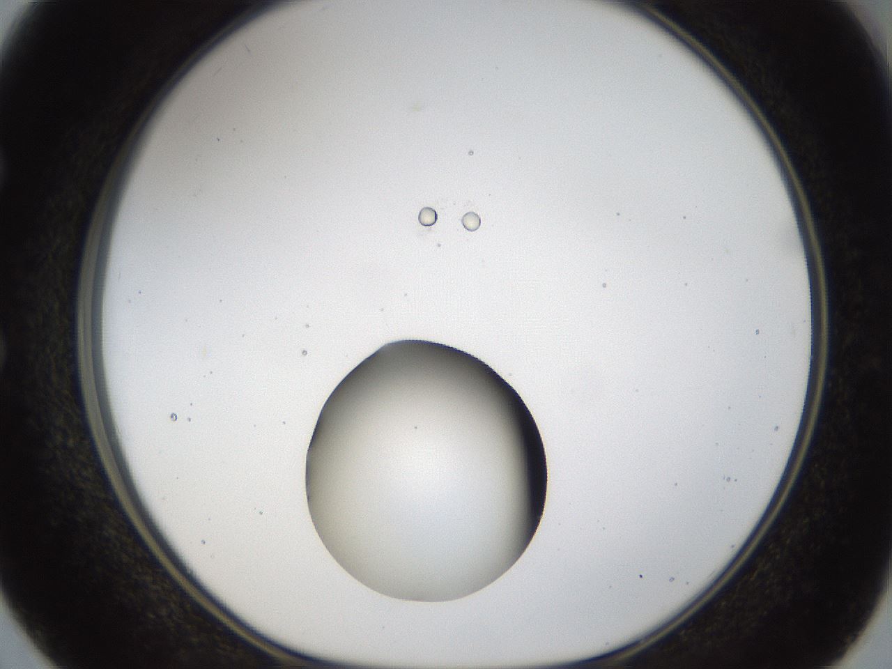folderID40_plateID1040_batchID2096_wellNum50_profileID1_d1_r45674_ef.jpg