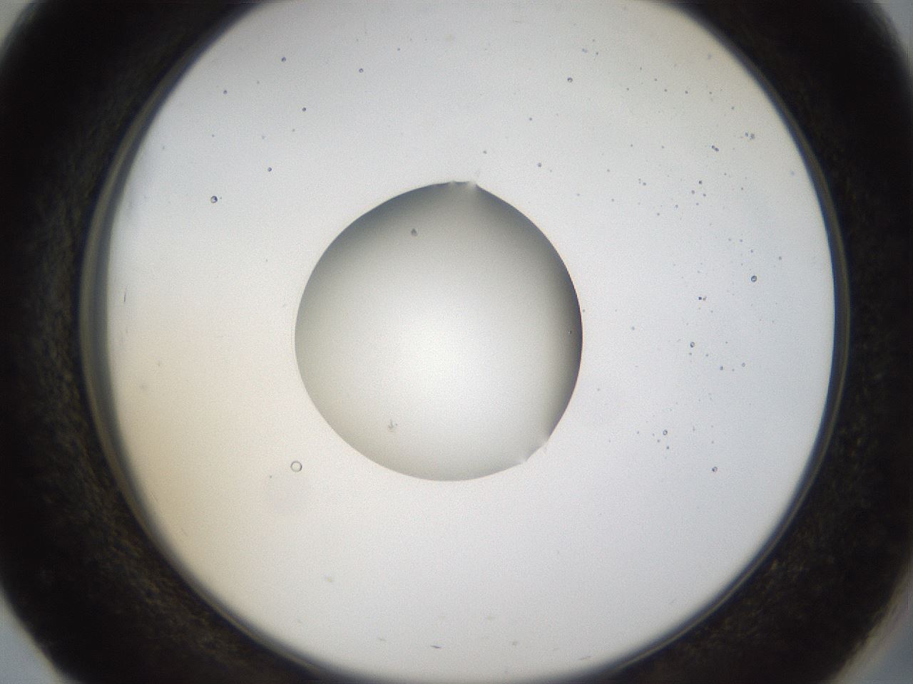 folderID40_plateID1040_batchID2096_wellNum51_profileID1_d2_r45677_ef.jpg