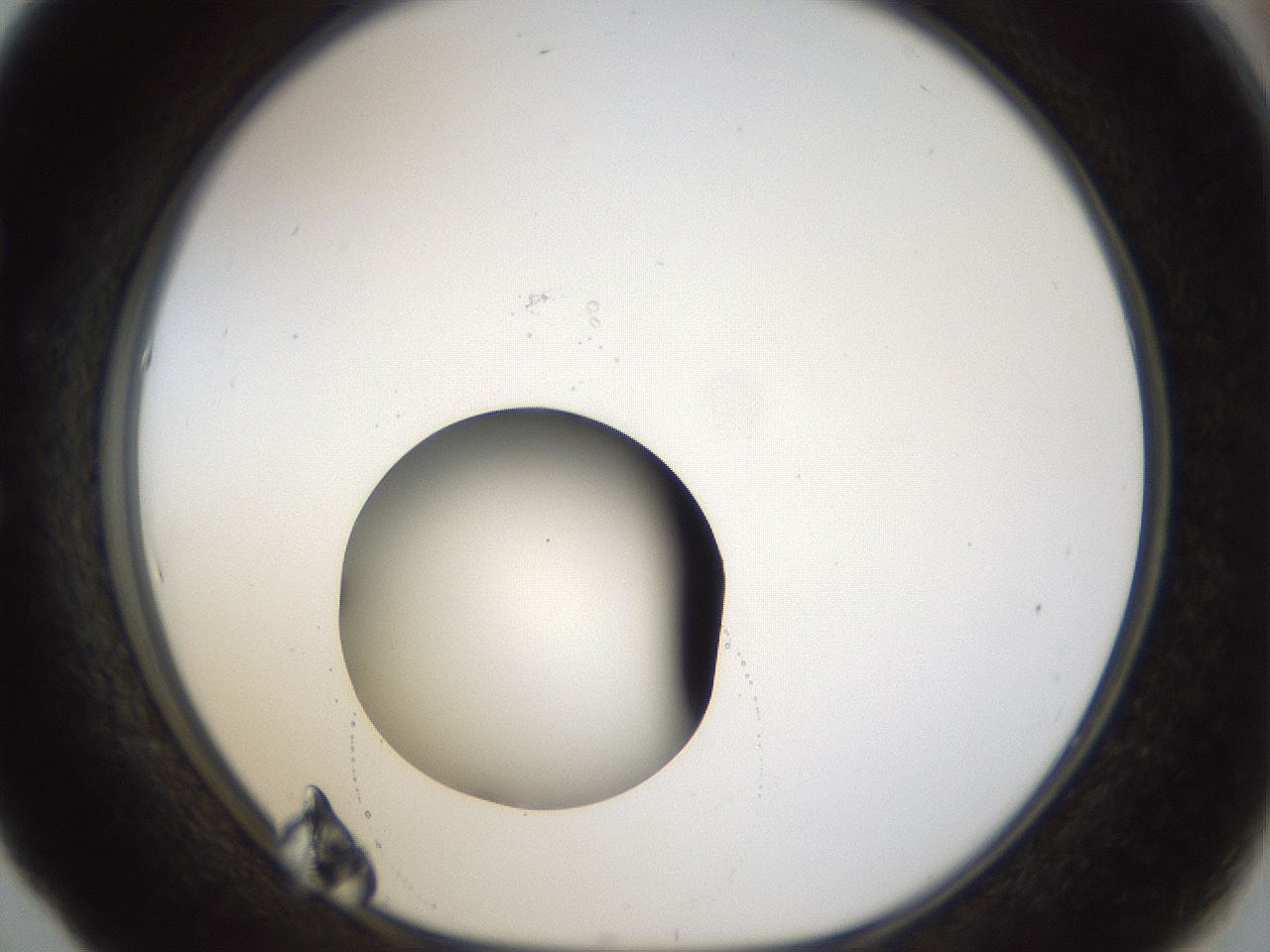folderID40_plateID1040_batchID2096_wellNum53_profileID1_d1_r45680_ef.jpg